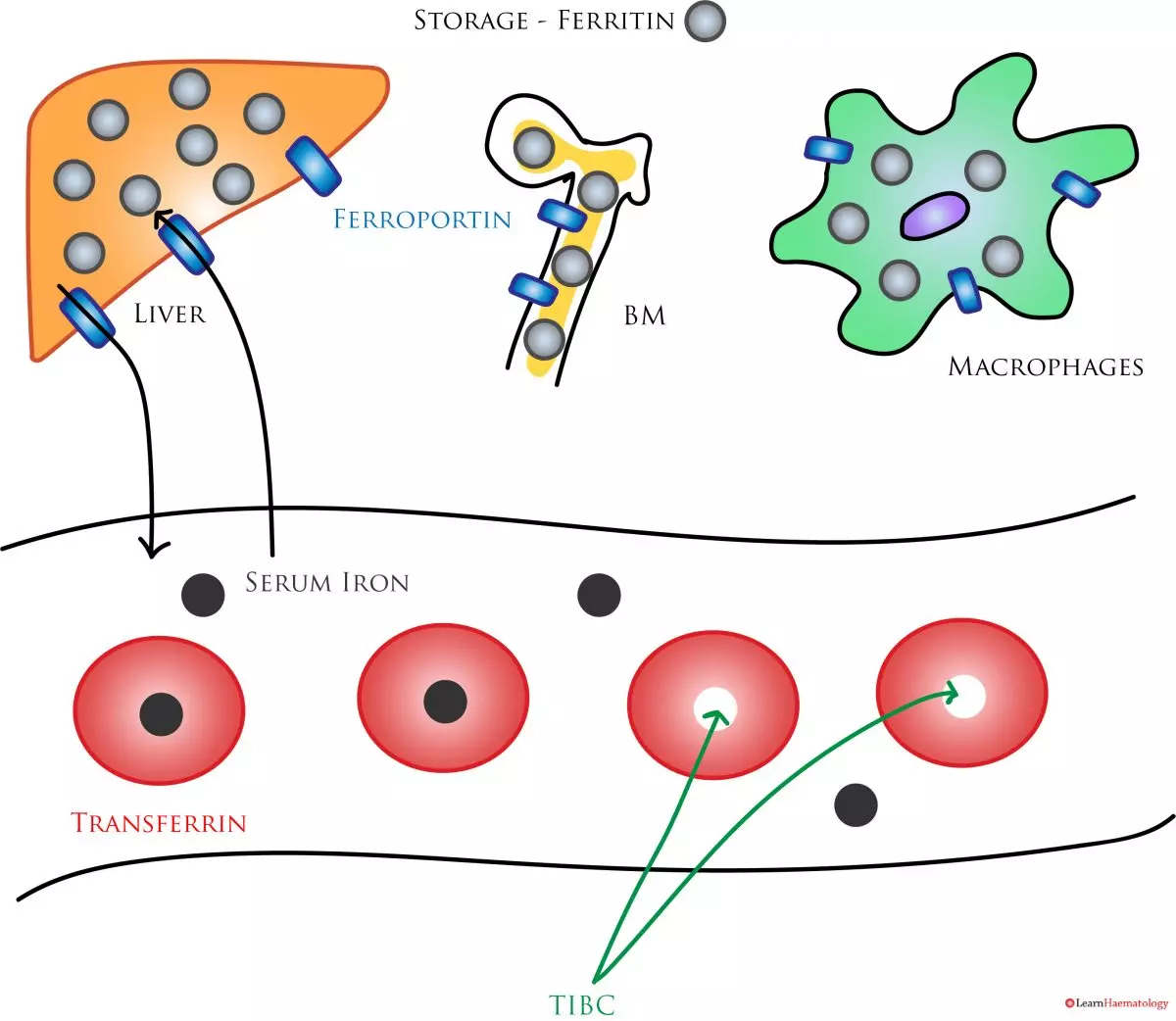 Interpreting Iron Studies LearnHaem Haematology Made Simple