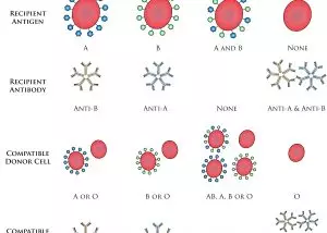 ABO Blood Groups