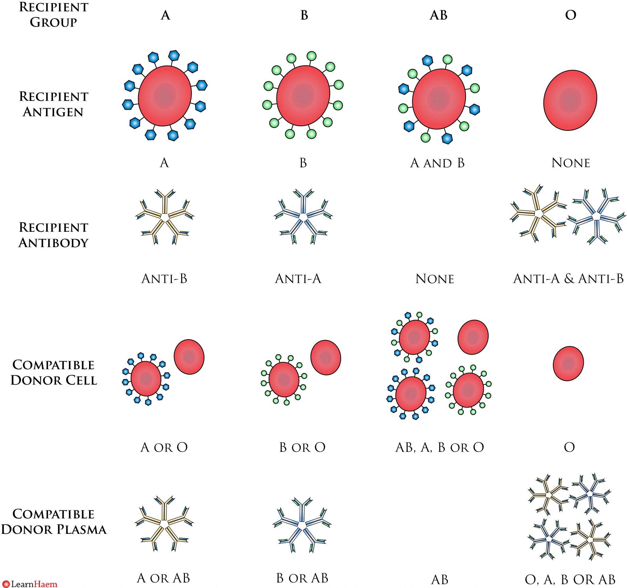 Blood Grouping LearnHaem Haematology Made Simple