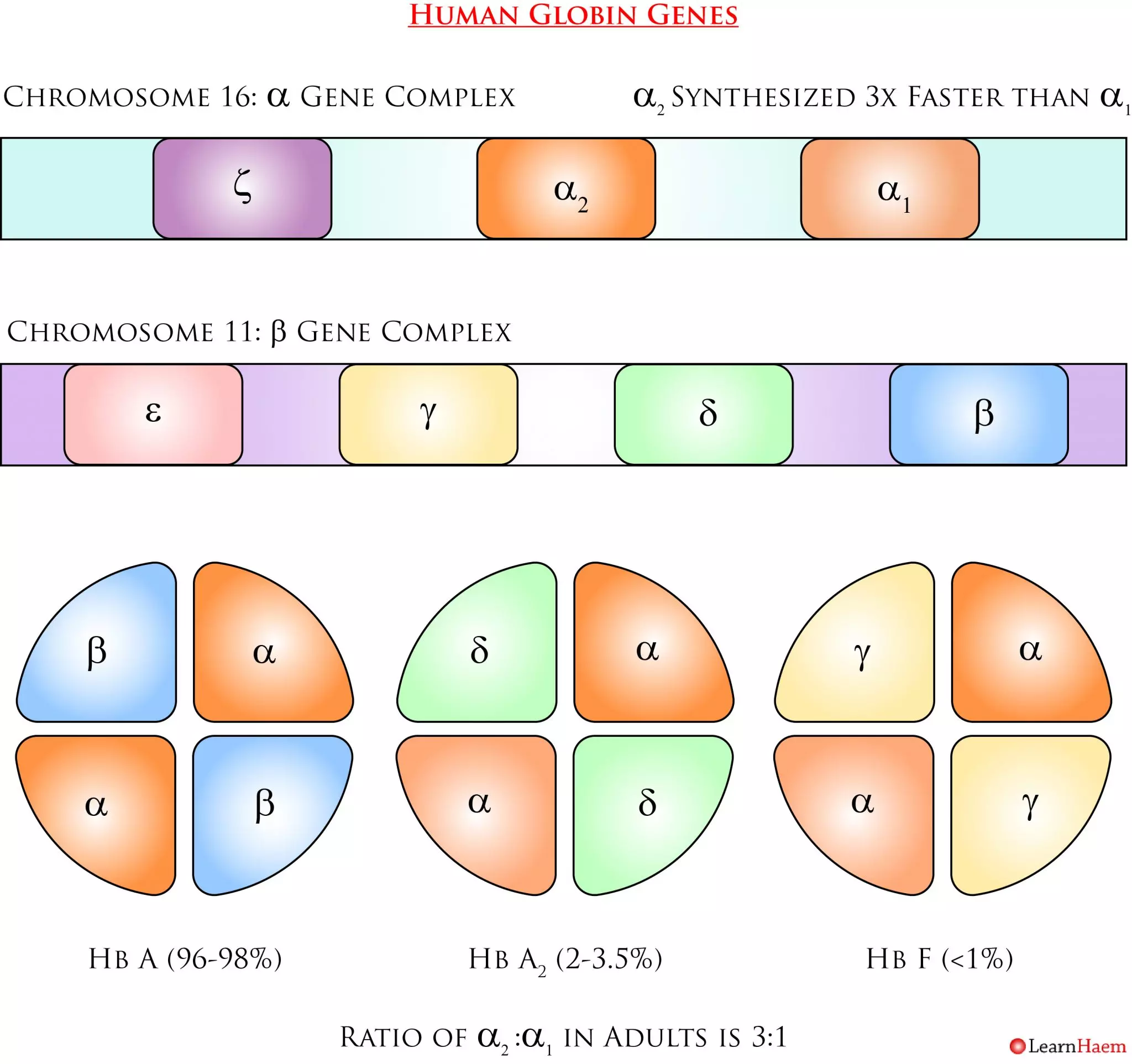 Normal Haemoglobins LearnHaem Haematology Made Simple types-of-hemoglobin-with-structure-and-functions