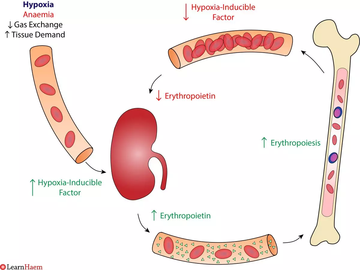 Normal Erythropoiesis LearnHaem Haematology Made Simple normal-erythropoiesis-learnhaem-haematology-made-simple
