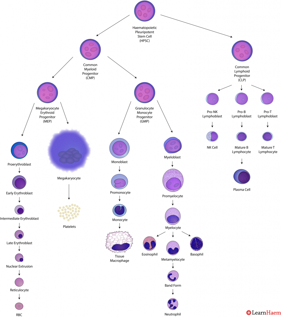 A diagramatic representation of haematopoiesis