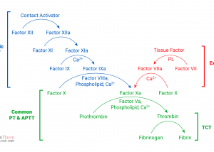 haematology case study assignment