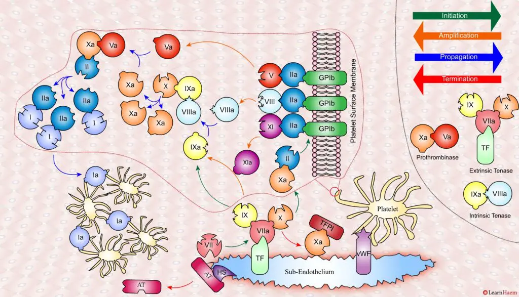 The Cell Based Model of Coagulation: Step-by-Step