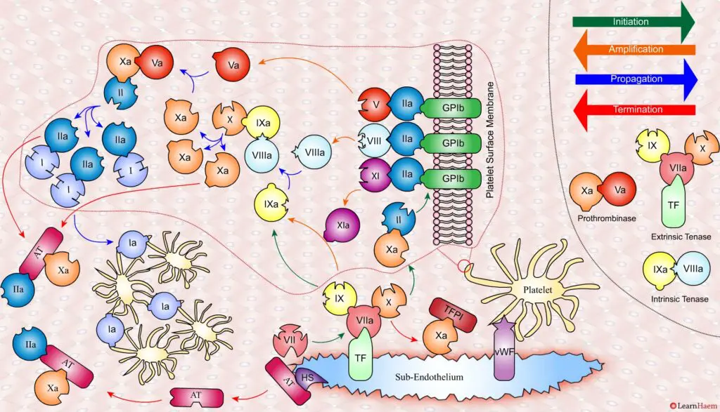 The Cell Based Model of Coagulation: Step-by-Step