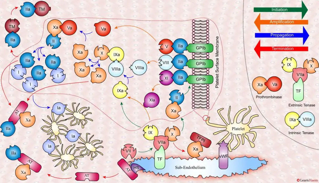 The Cell Based Model of Coagulation: Step-by-Step