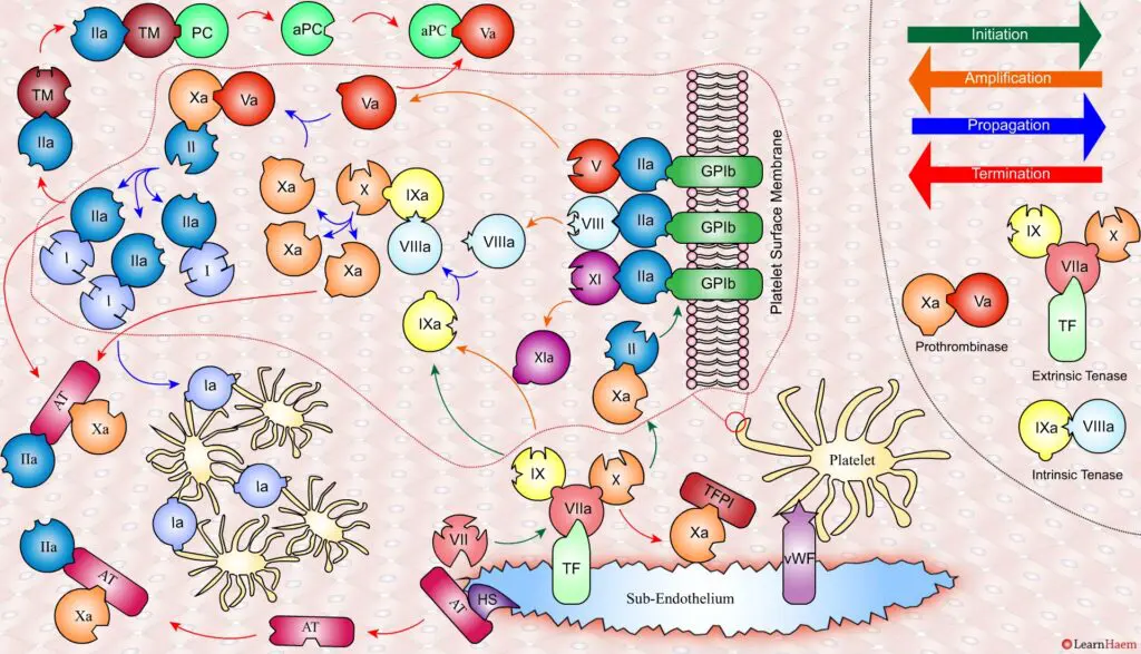 The Cell Based Model of Coagulation: Step-by-Step