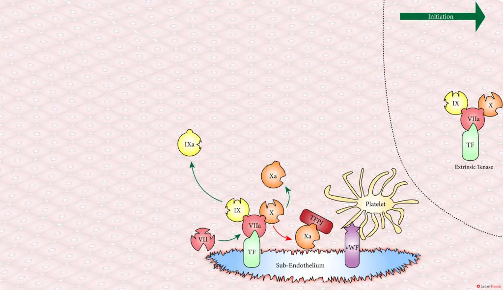 The Cell Based Model of Coagulation: Step-by-Step