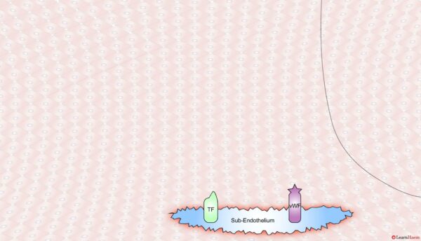 The Cell Based Model of Coagulation: Step-by-Step