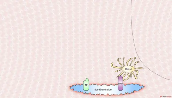 The Cell Based Model of Coagulation: Step-by-Step