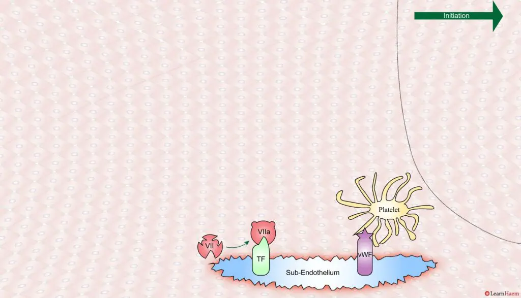 The Cell Based Model of Coagulation: Step-by-Step