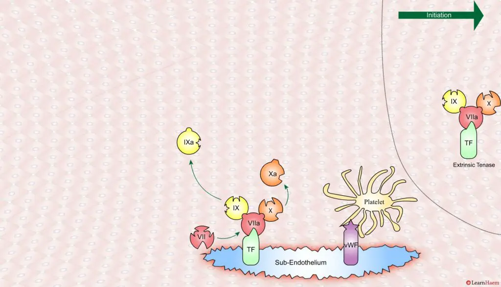 The Cell Based Model of Coagulation: Step-by-Step