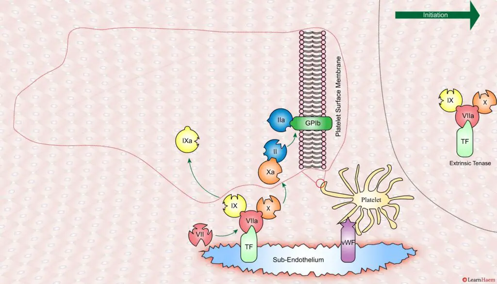 The Cell Based Model of Coagulation: Step-by-Step