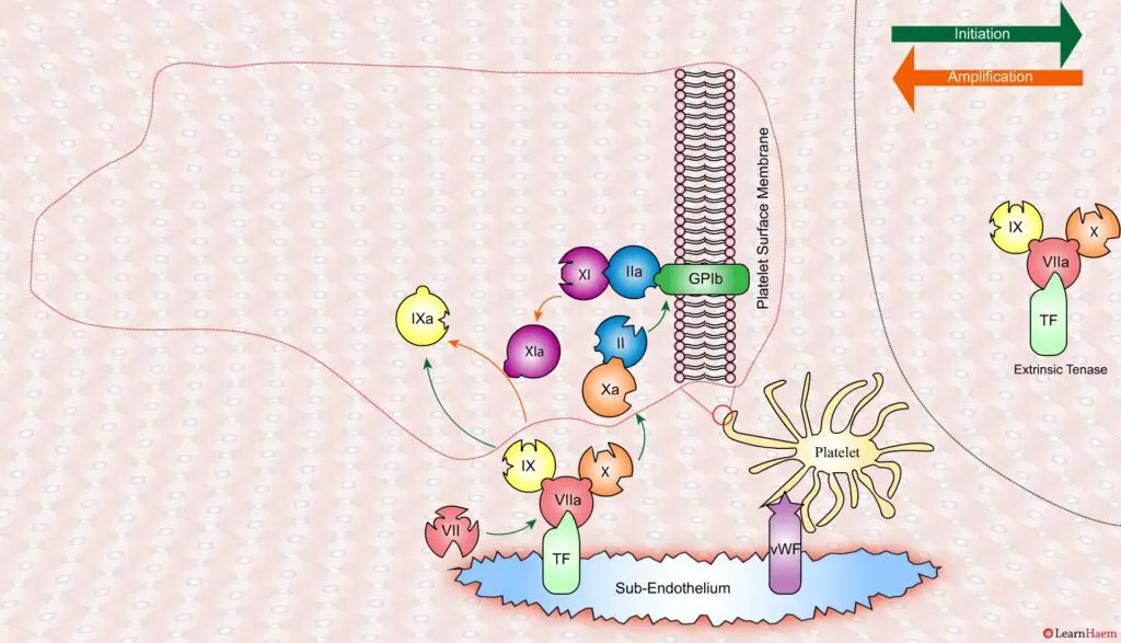 The Cell Based Model of Coagulation: Step-by-Step