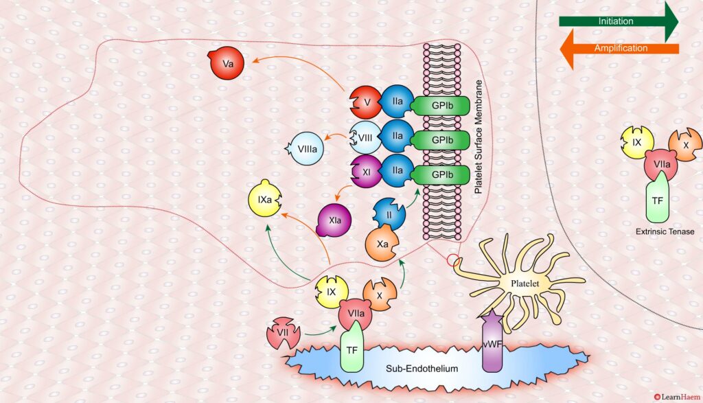 The Cell Based Model of Coagulation: Step-by-Step