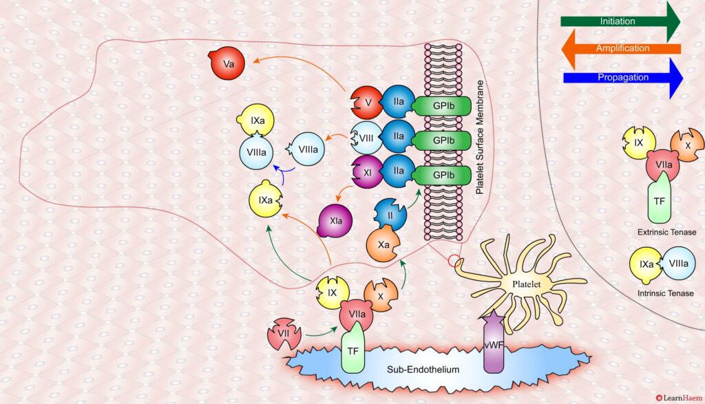 The Cell Based Model of Coagulation: Step-by-Step