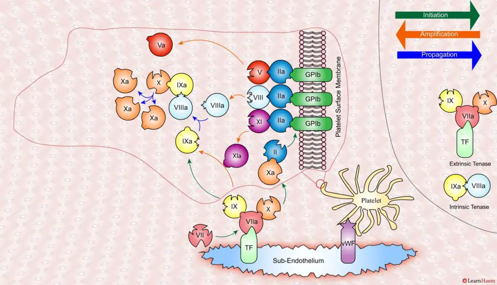 The Cell Based Model of Coagulation: Step-by-Step