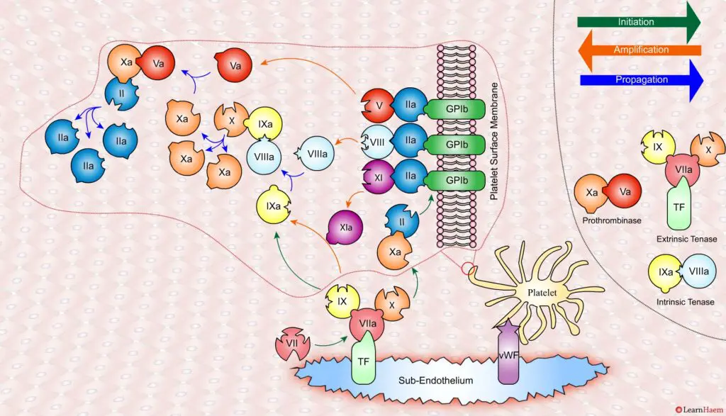 The Cell Based Model of Coagulation: Step-by-Step