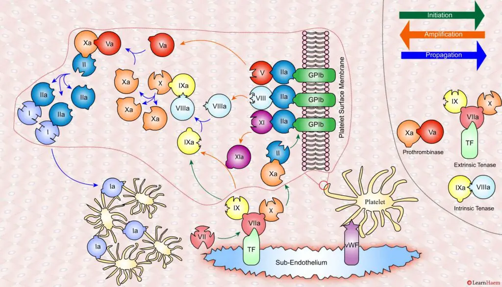 The Cell Based Model of Coagulation: Step-by-Step