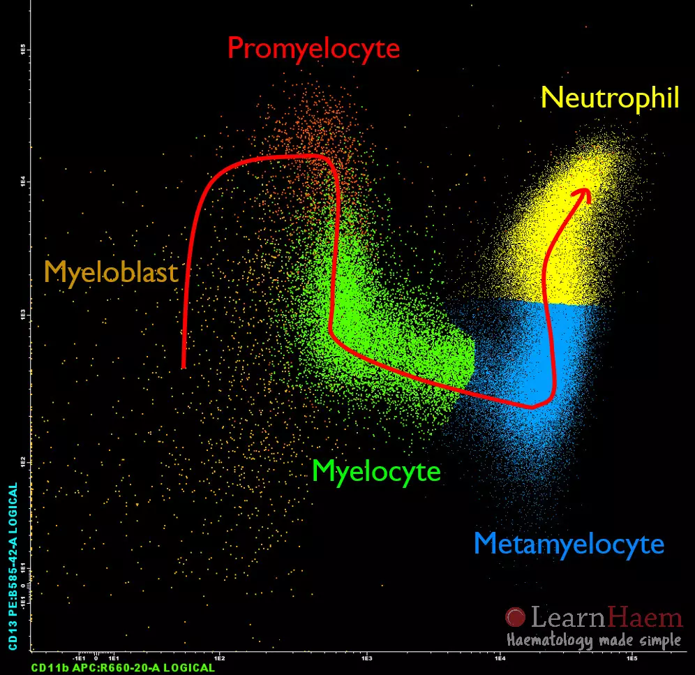 myelocyte and metamyelocyte