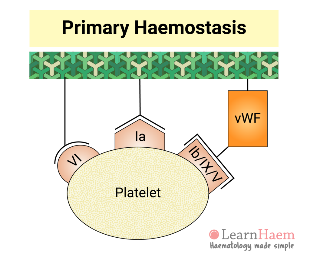 Normal Haemostasis LearnHaem Haematology Made Simple