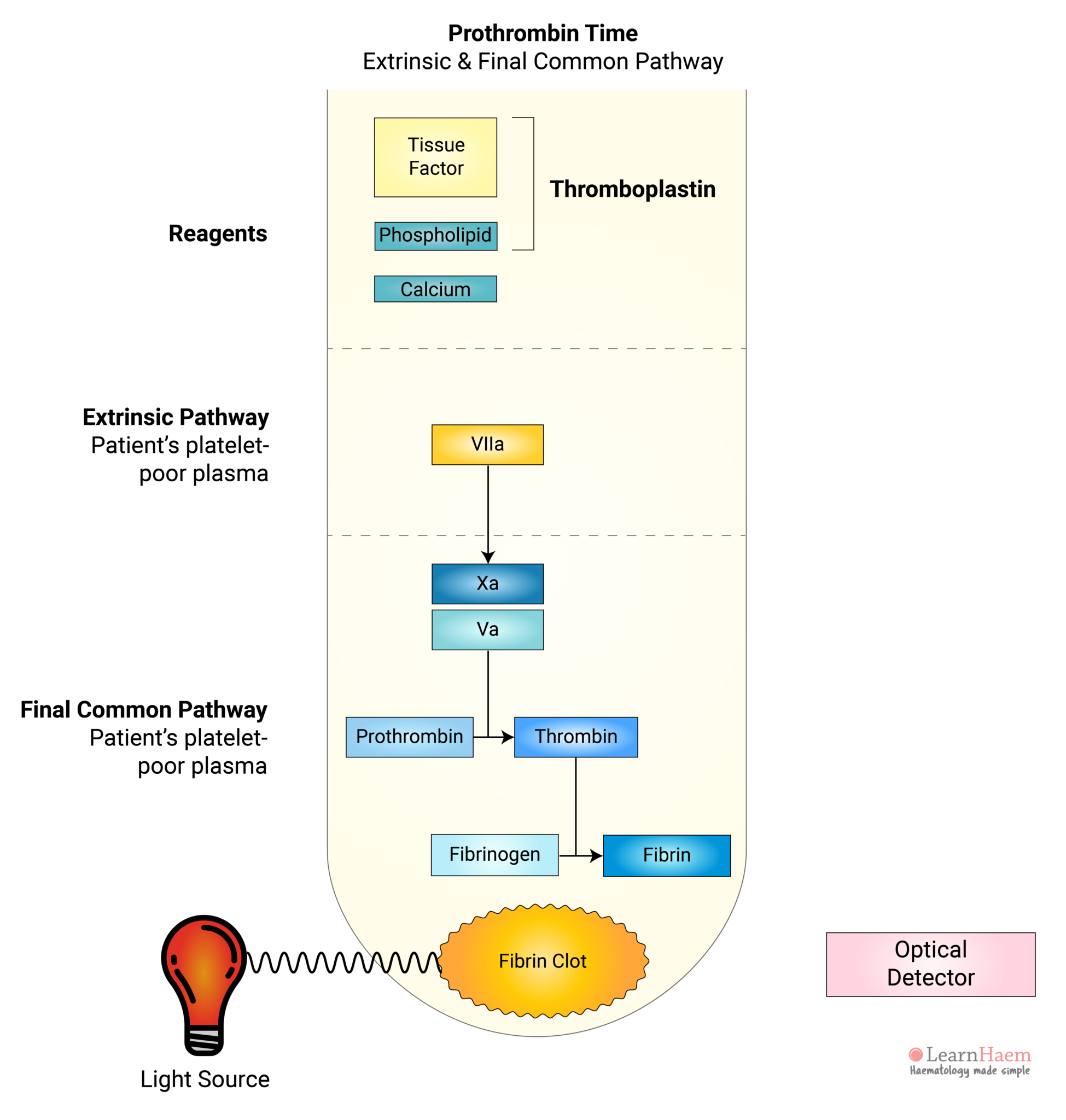 Time (PT) - LearnHaem | Haematology Made Simple